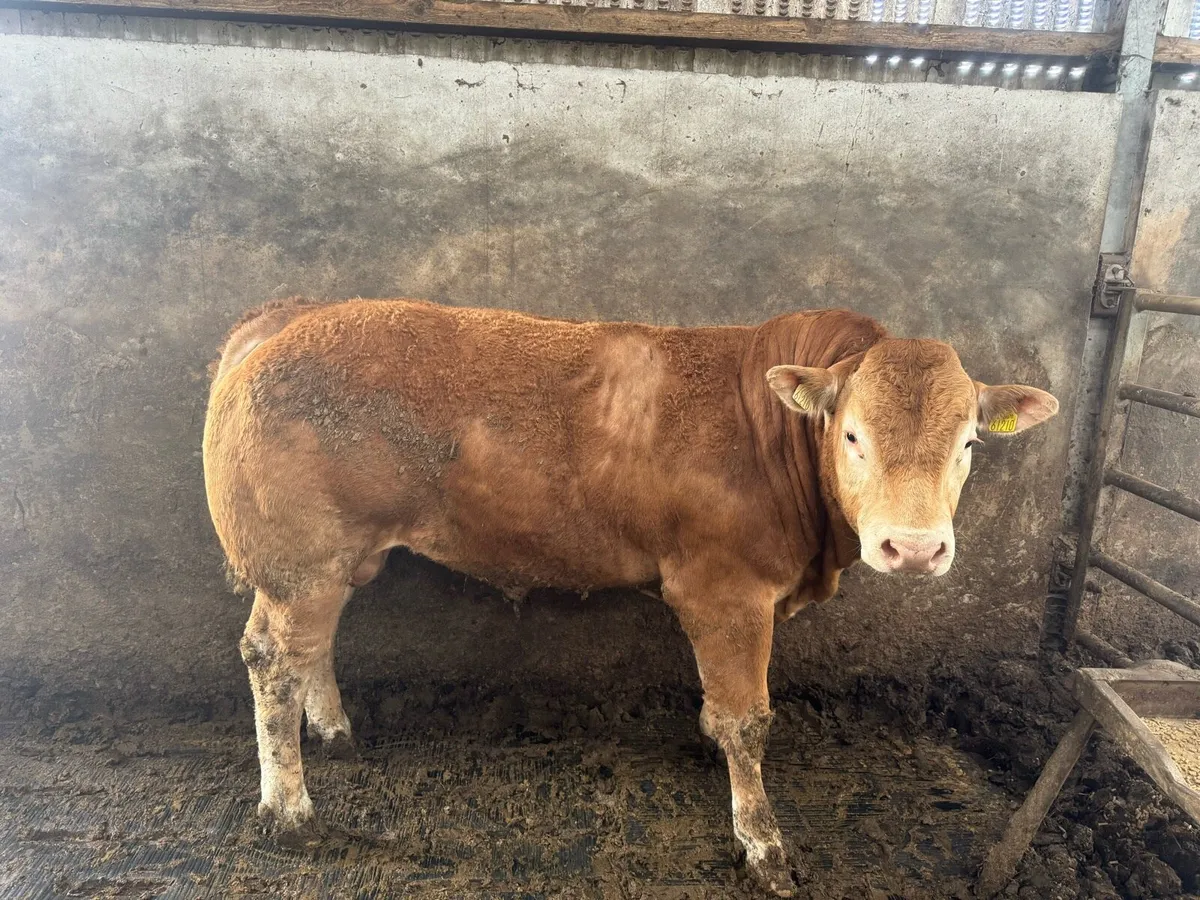 Pedigree Limousin Bull - Image 2
