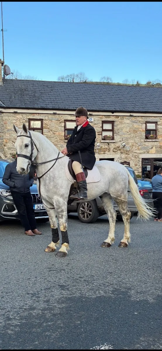 155 LW Cob.  All round horse - Image 2