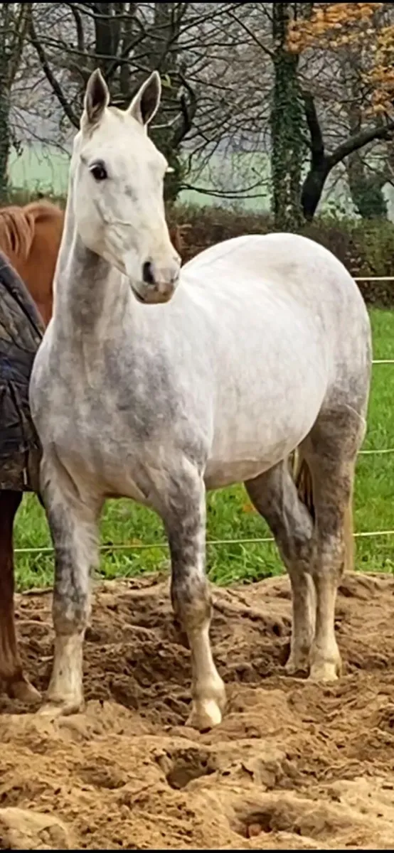 155 LW Cob.  All round horse - Image 3