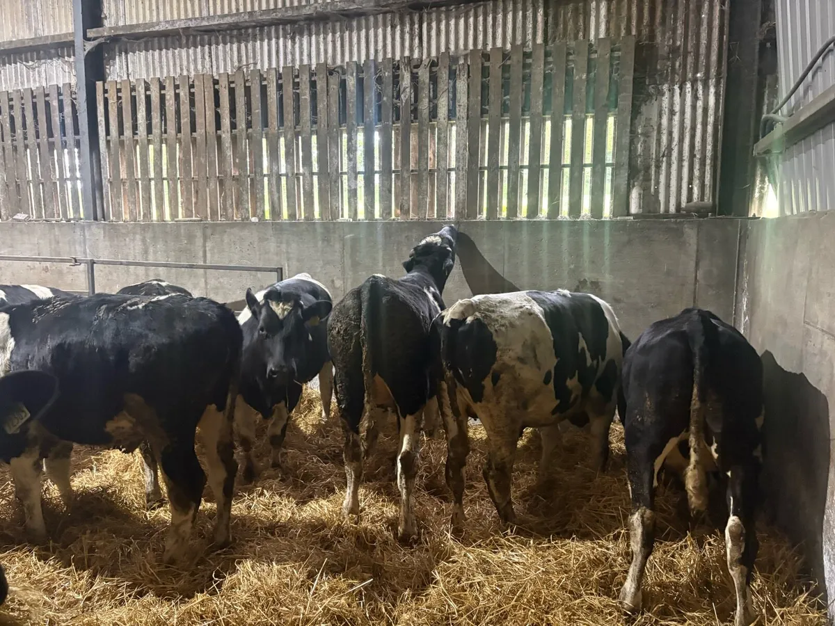 Friesian Bullocks - Image 4