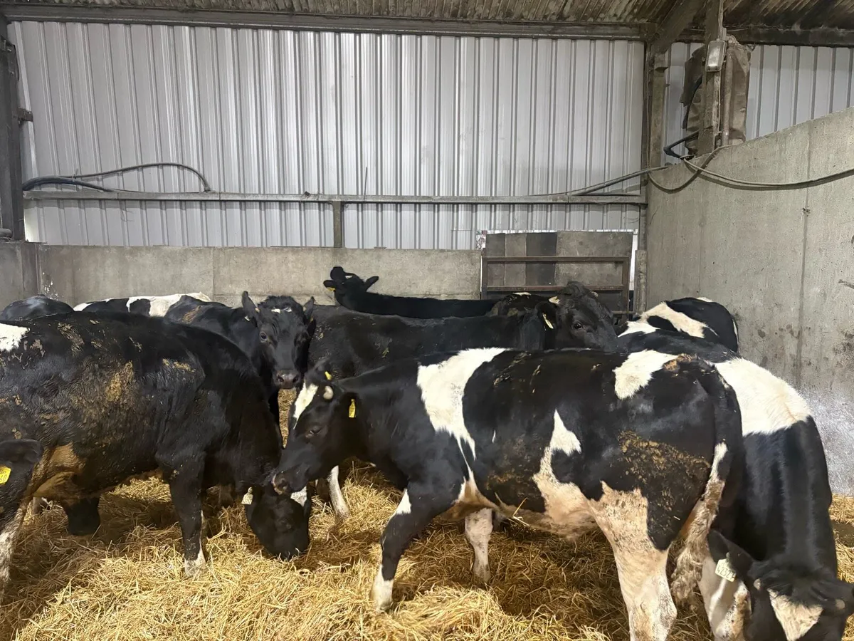 Friesian Bullocks - Image 2