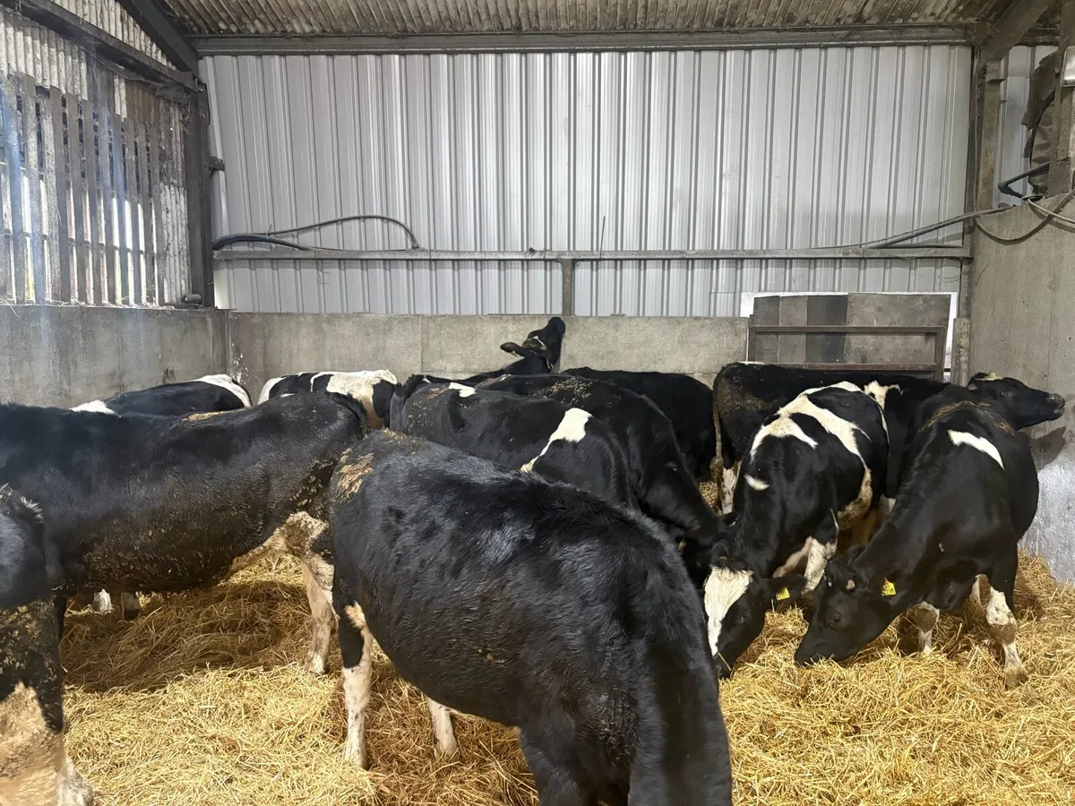 Friesian Bullocks - Image 3