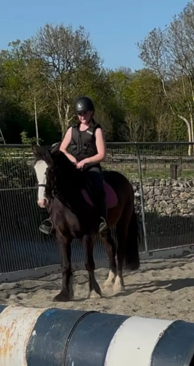 FLASHY 14h LIGHTWEIGHT COB GELDING - Image 2