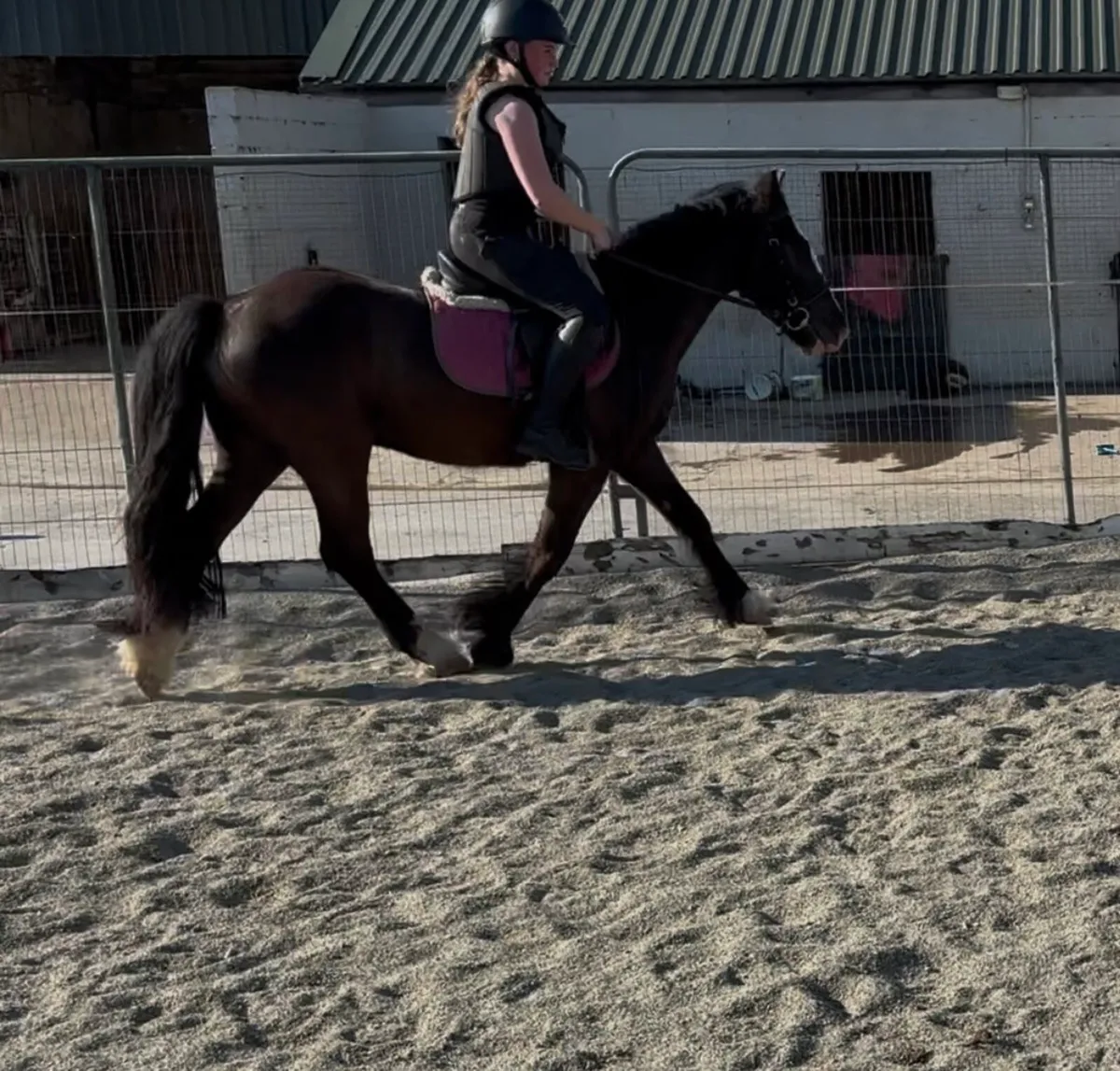 FLASHY 14h LIGHTWEIGHT COB GELDING - Image 3