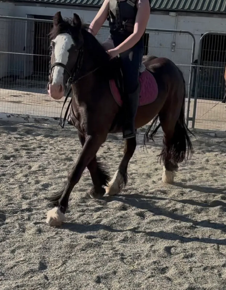 FLASHY 14h LIGHTWEIGHT COB GELDING - Image 4