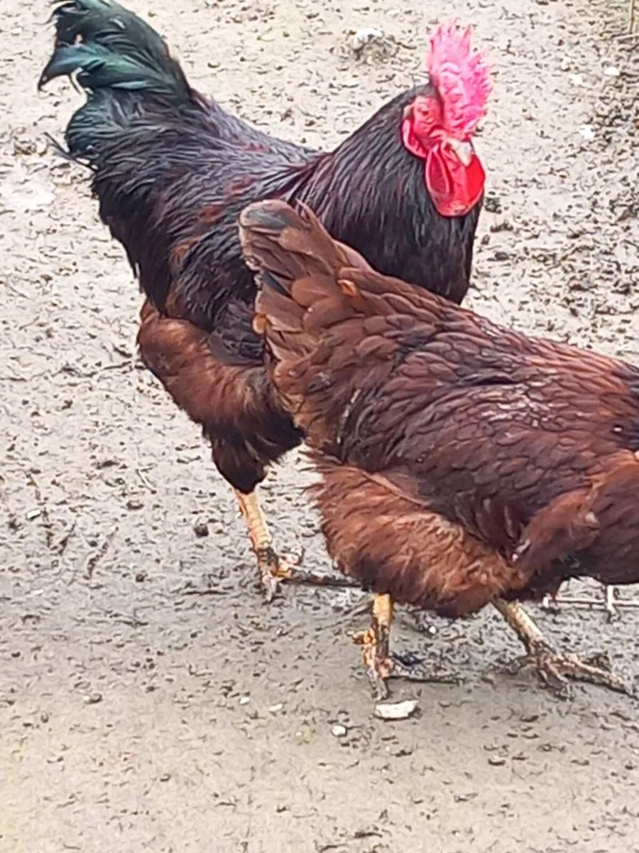 Roscommon poultry sale - Image 4