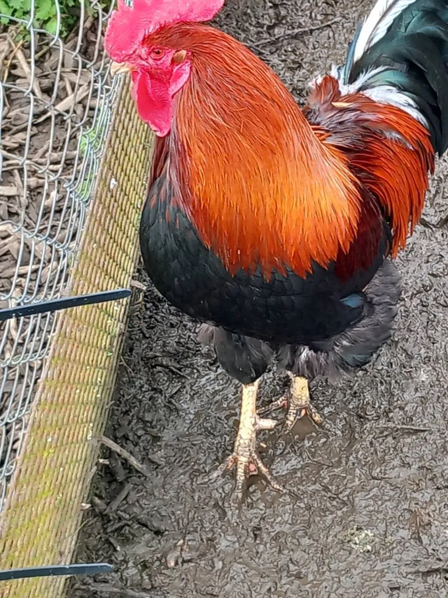 Roscommon poultry sale - Image 2