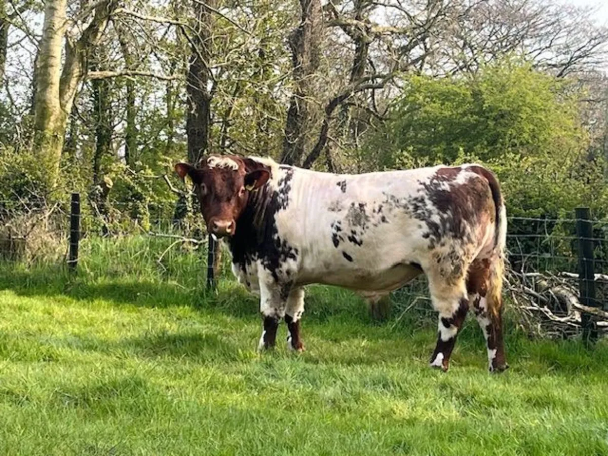 Bulls - Image 2