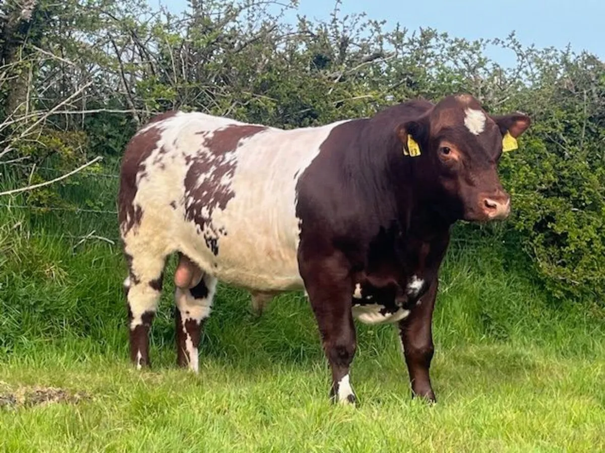 Bulls - Image 3
