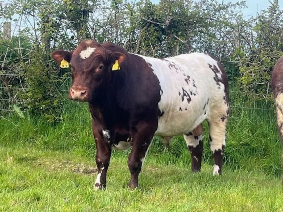 Bulls - Image 4