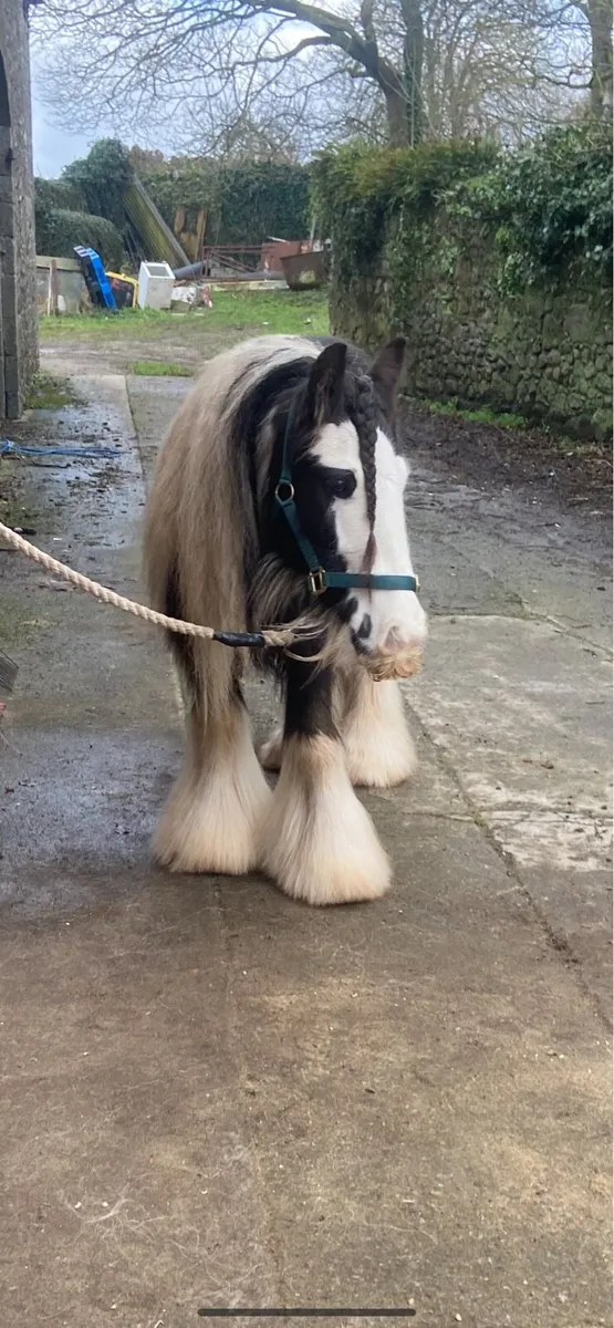 Very heavy pony mare - Image 1