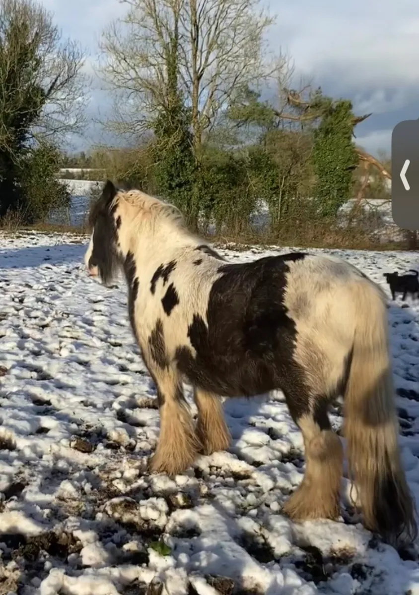 Very heavy pony mare - Image 2