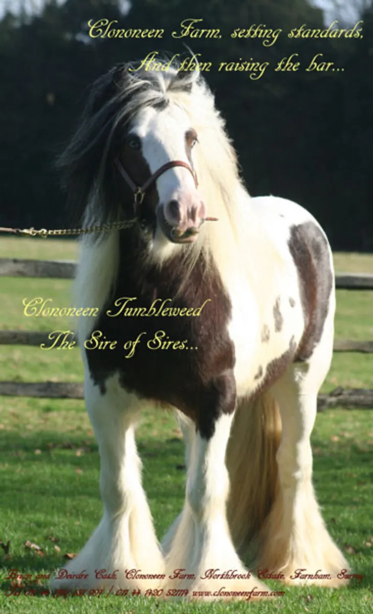 Very heavy pony mare - Image 3