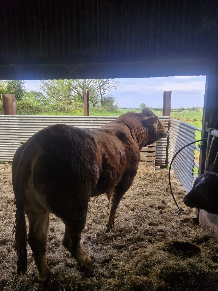 Limousin Bull, EWDENVALE IVOR BRED - Image 1
