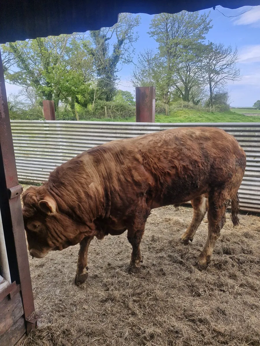 Limousin Bull, EWDENVALE IVOR BRED - Image 2