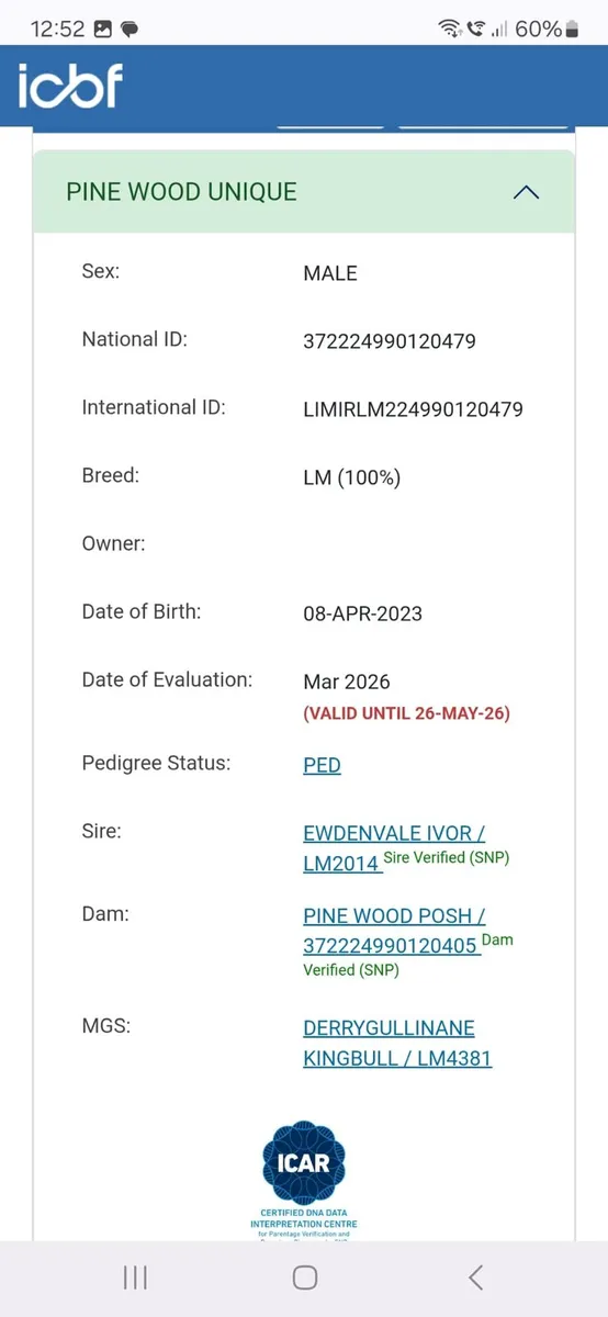 Limousin Bull, EWDENVALE IVOR BRED - Image 4