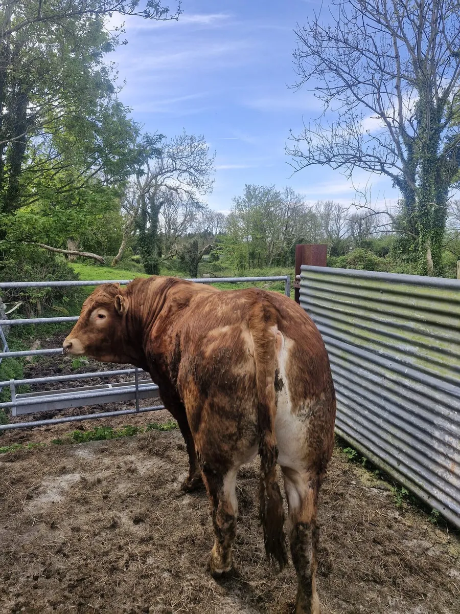 Limousin Bull, EWDENVALE IVOR BRED - Image 3