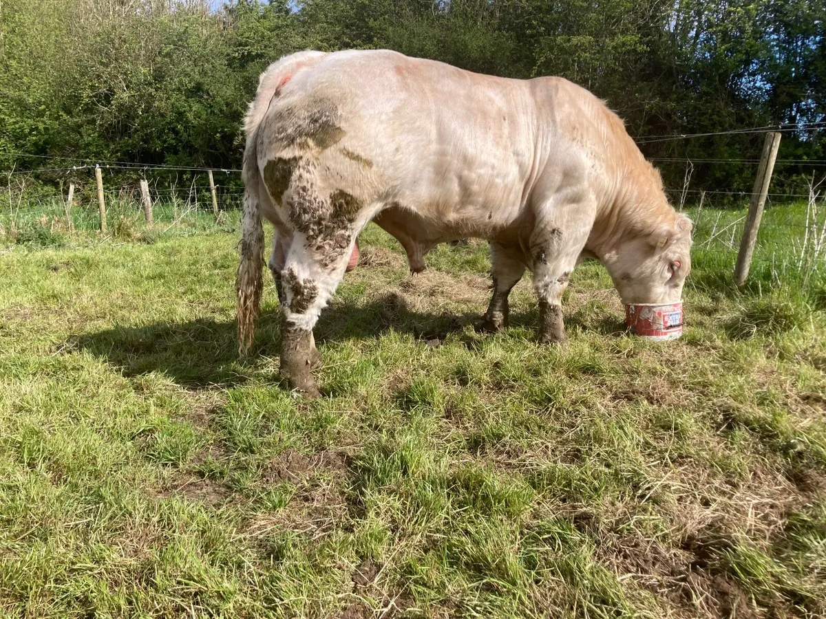 Pedigree Charolais  4.8% - Image 2