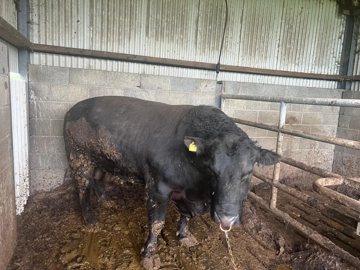 For sale: Purebred Angus (AAX) Bull - Image 1