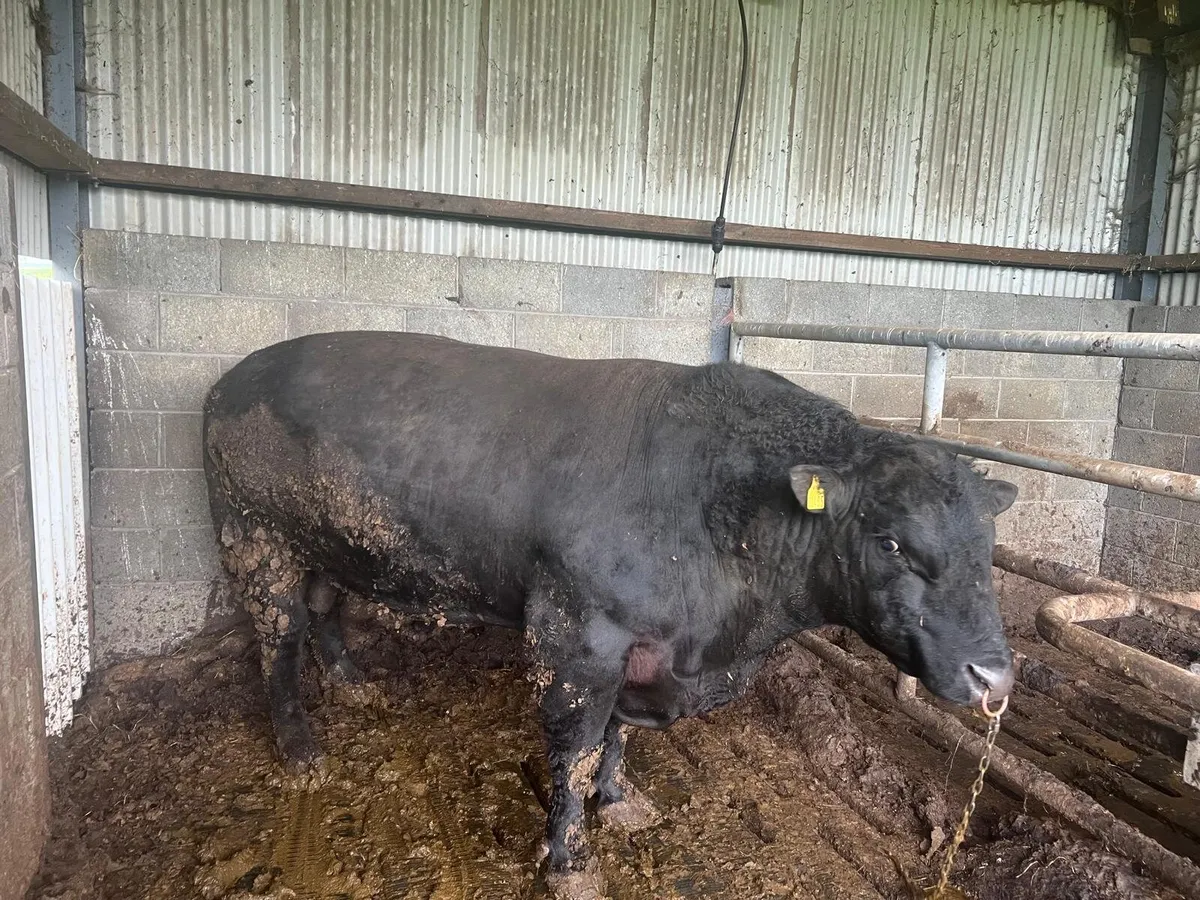 For sale: Purebred Angus (AAX) Bull - Image 2