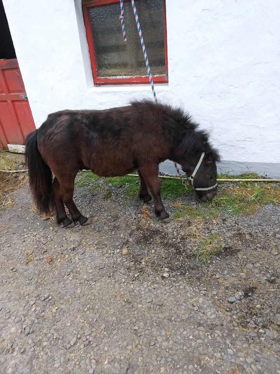 Shetland pony - Image 2