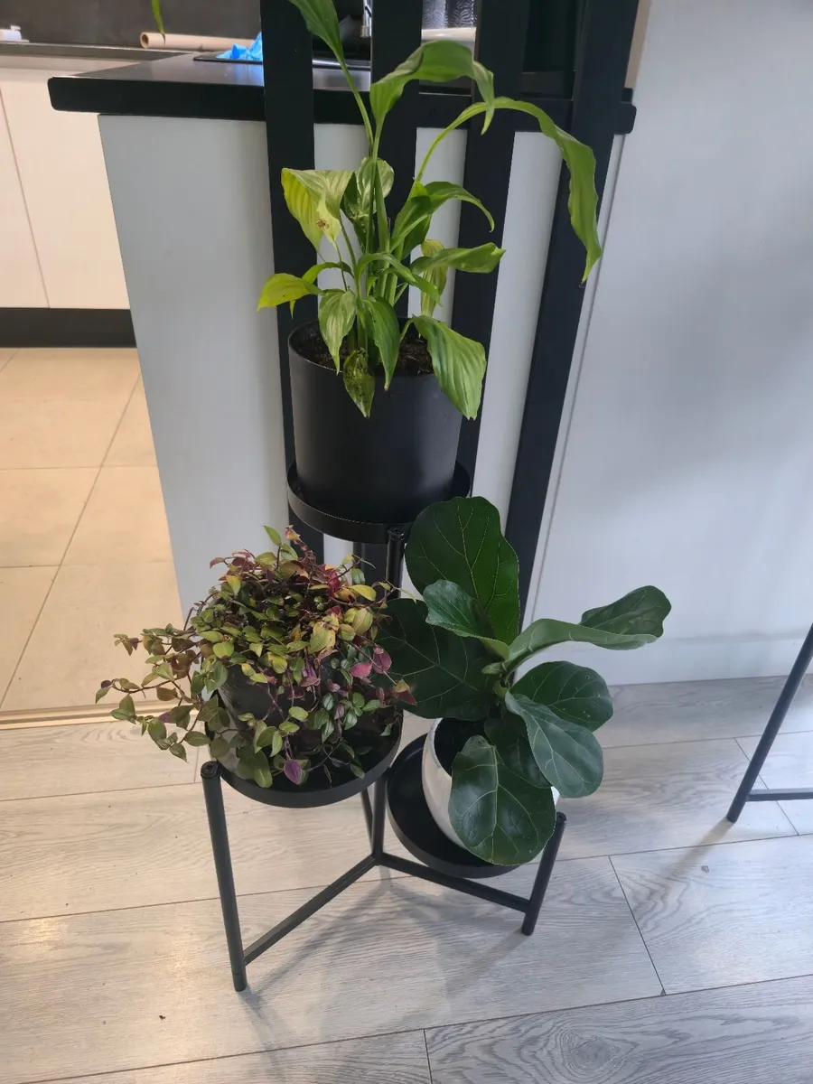 flowers with a stand - Image 2