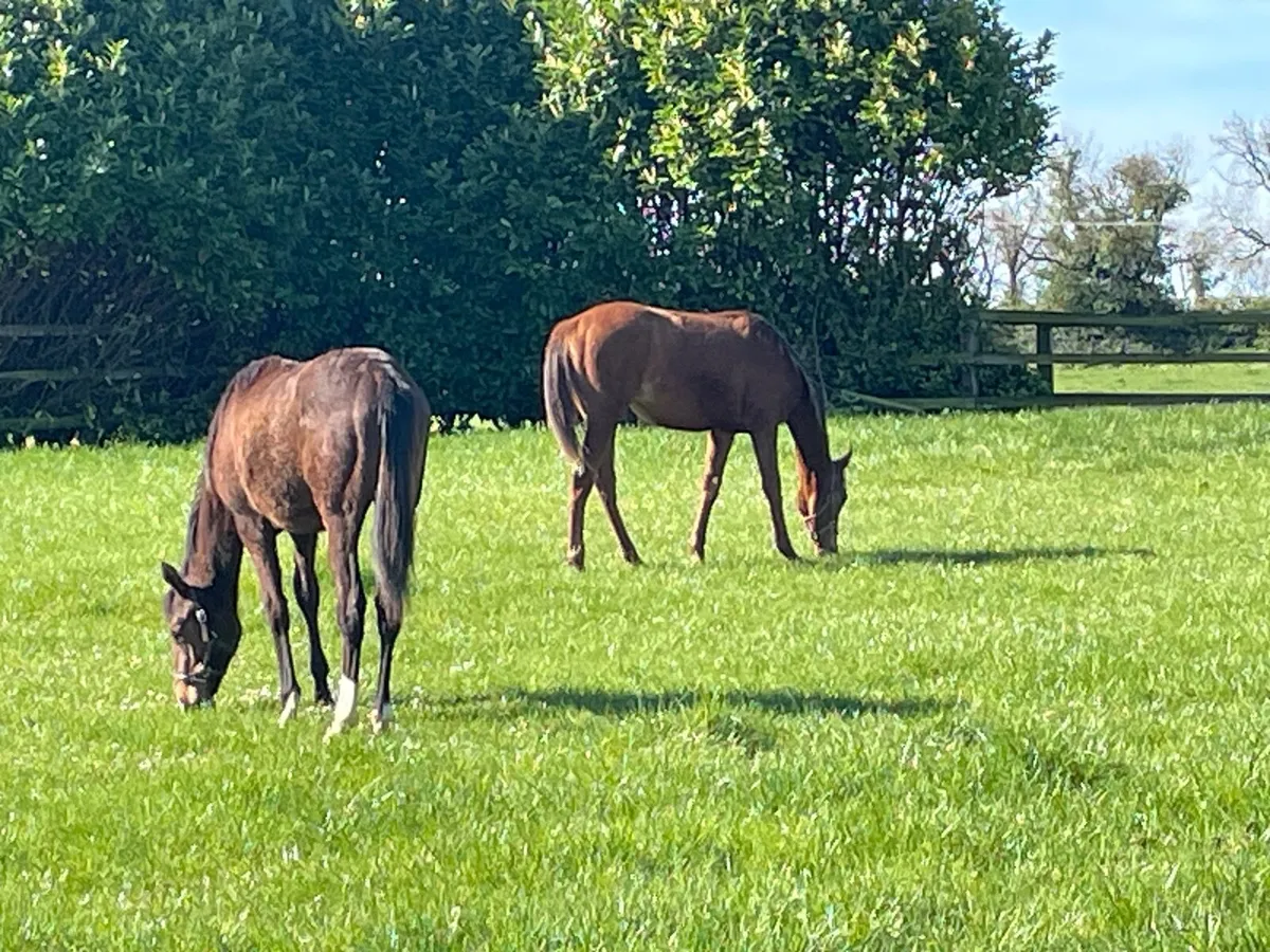 TB summer Grazing - Image 2
