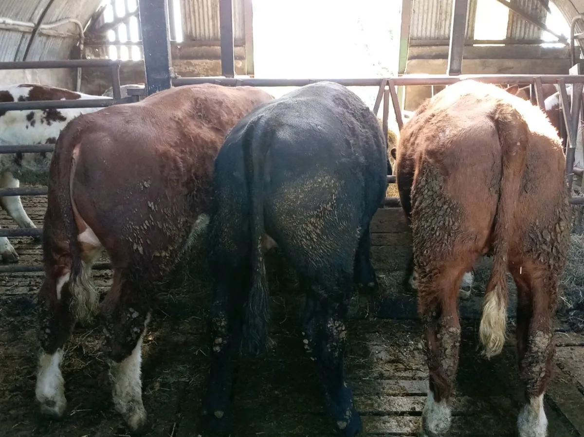 Bullocks Homebred x 3 Beef bullocks - Image 3