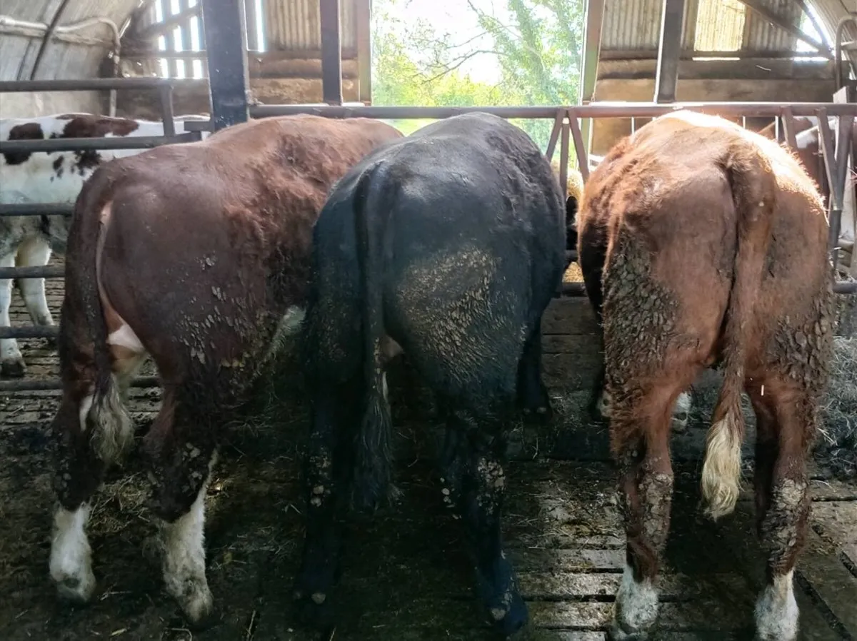 Bullocks Homebred x 3 Beef bullocks - Image 4