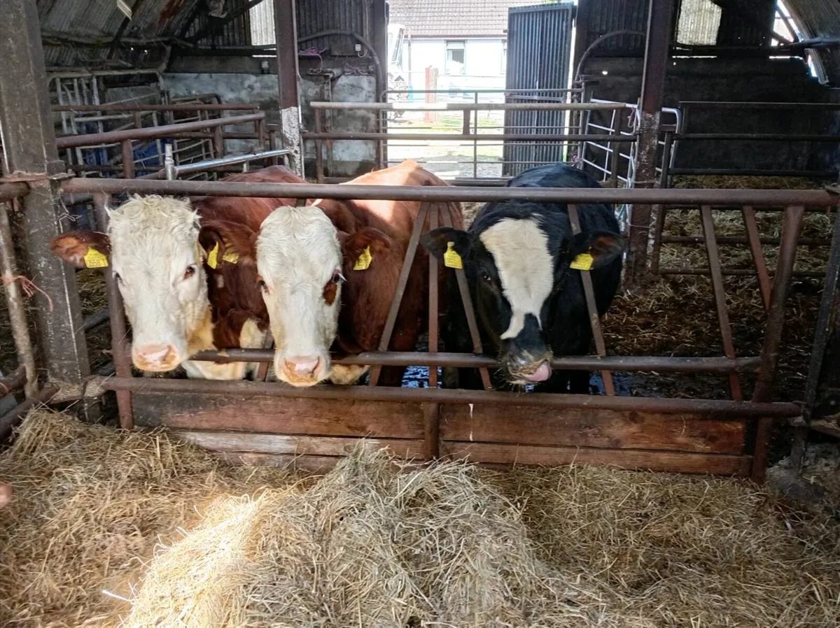 Bullocks Homebred x 3 Beef bullocks - Image 1