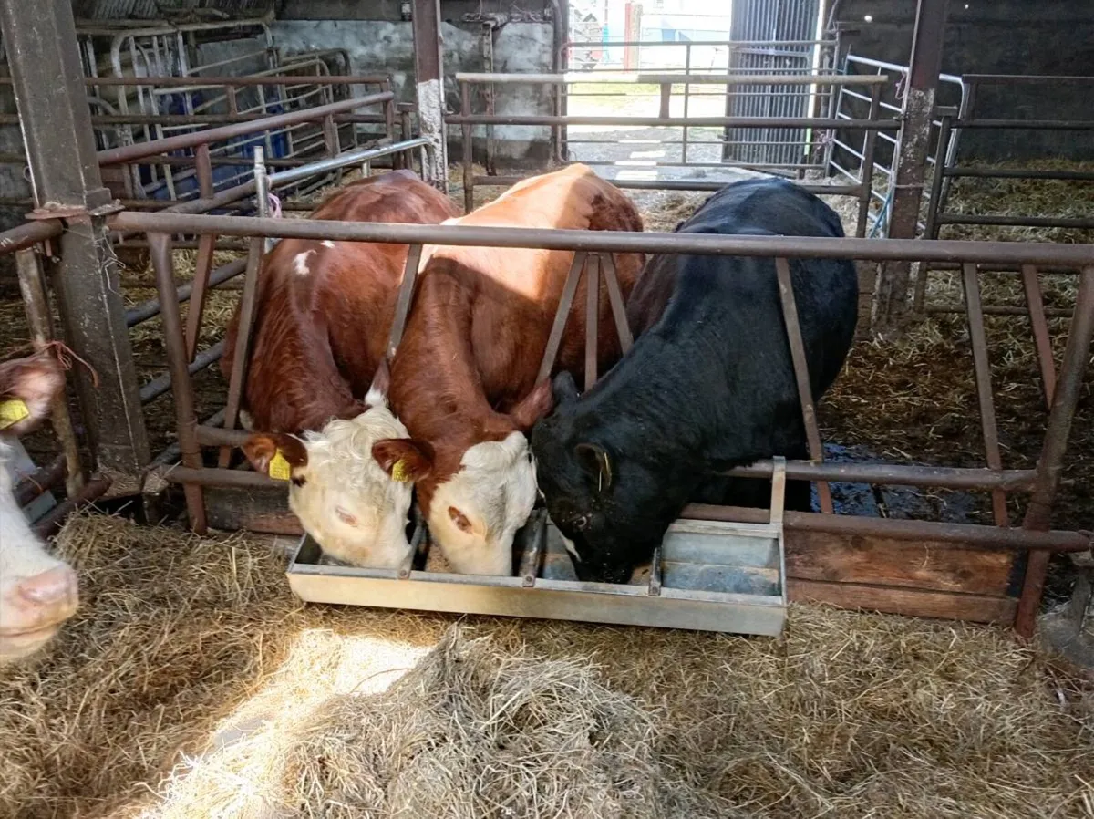 Bullocks Homebred x 3 Beef bullocks - Image 2