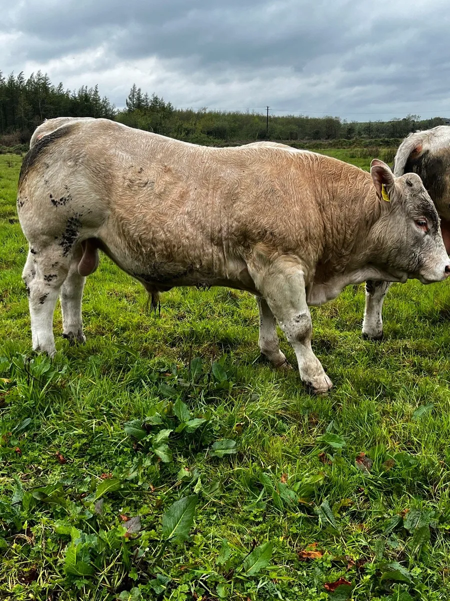 PBR Charolais Bulls - Image 2