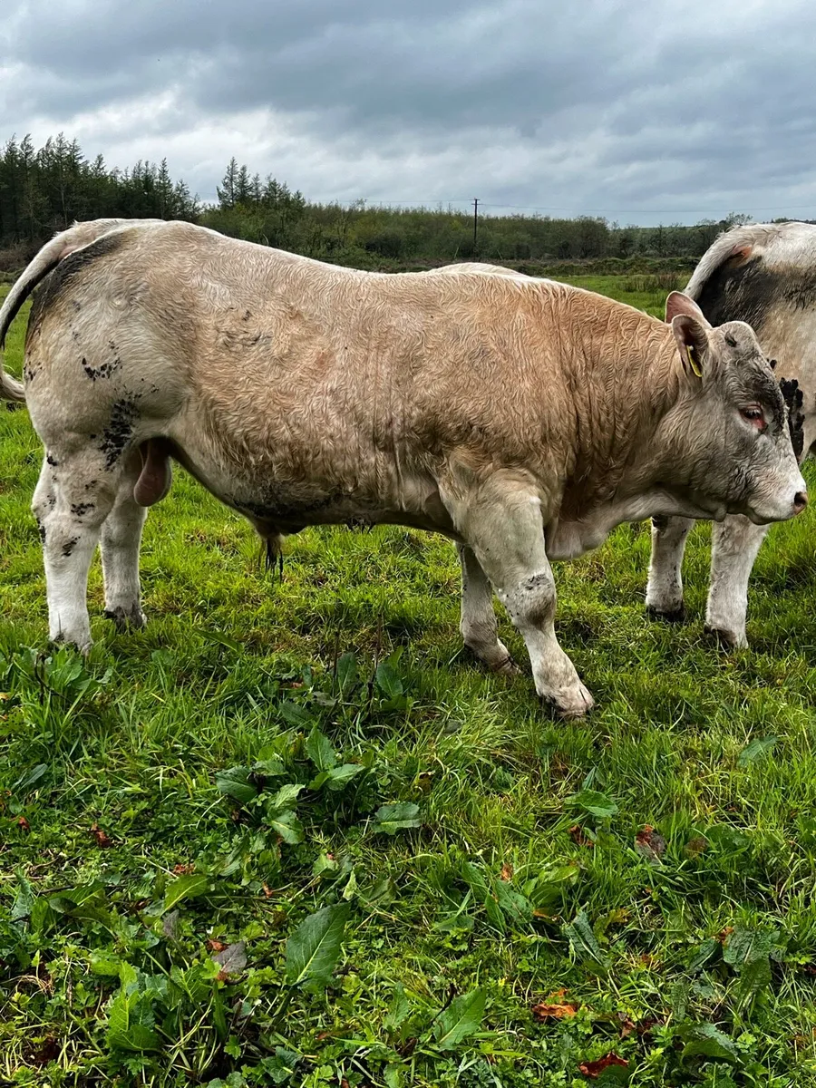PBR Charolais Bulls - Image 1