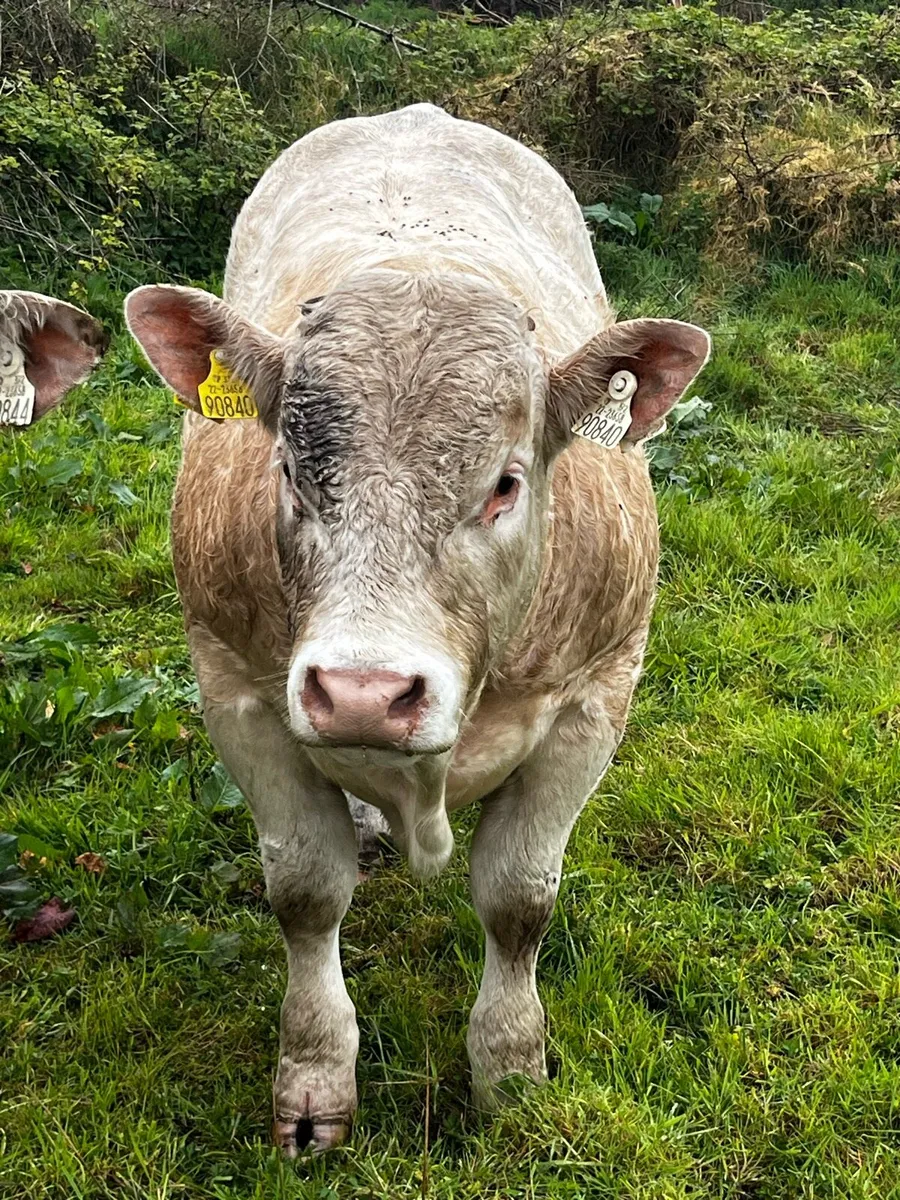 PBR Charolais Bulls - Image 3