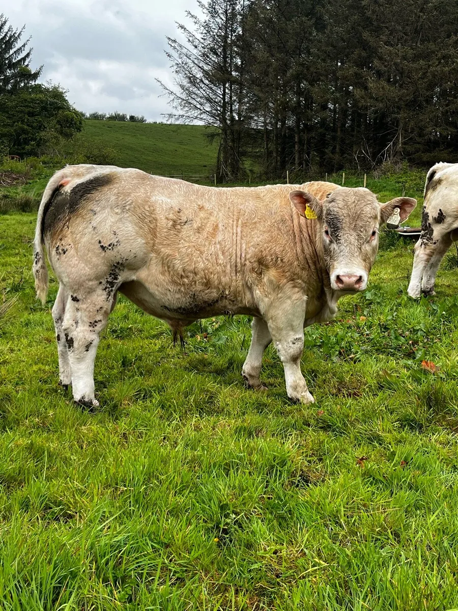 PBR Charolais Bulls - Image 4