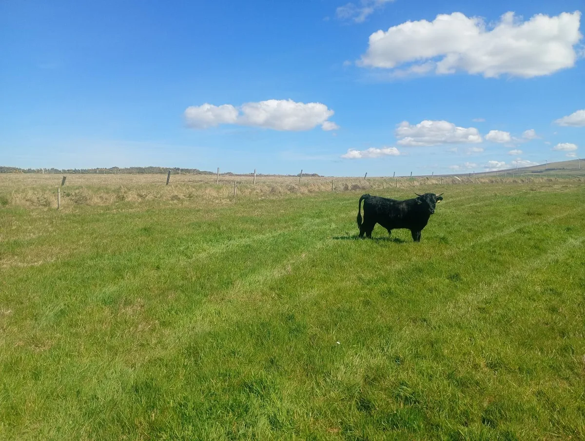 2 Organic Dexter Bulls - Image 1