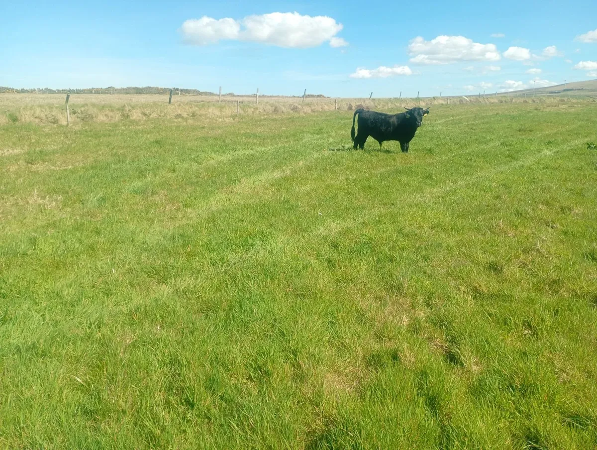 2 Organic Dexter Bulls - Image 2