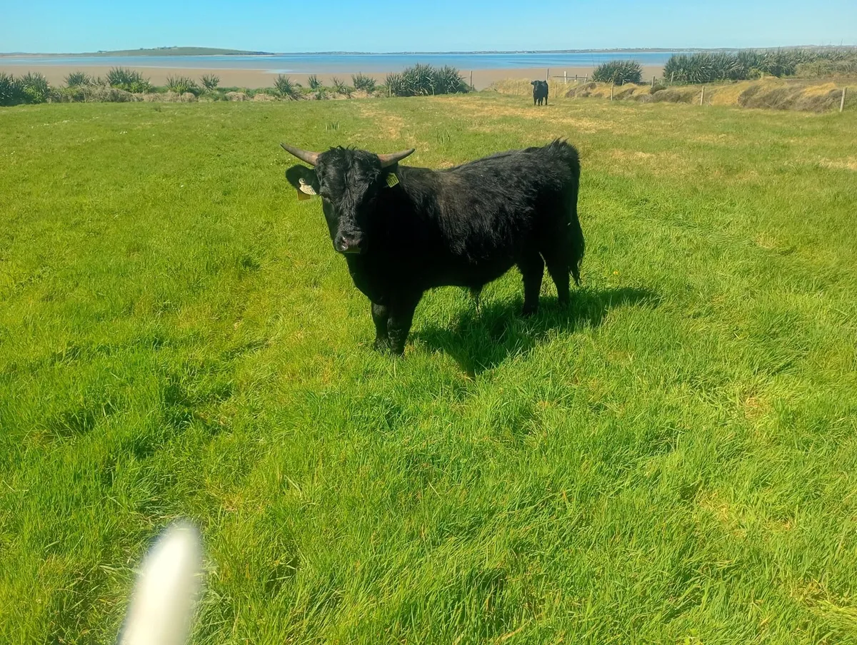 2 Organic Dexter Bulls - Image 3