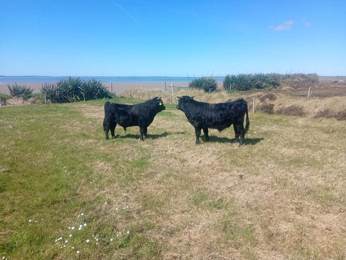 2 Organic Dexter Bulls - Image 4