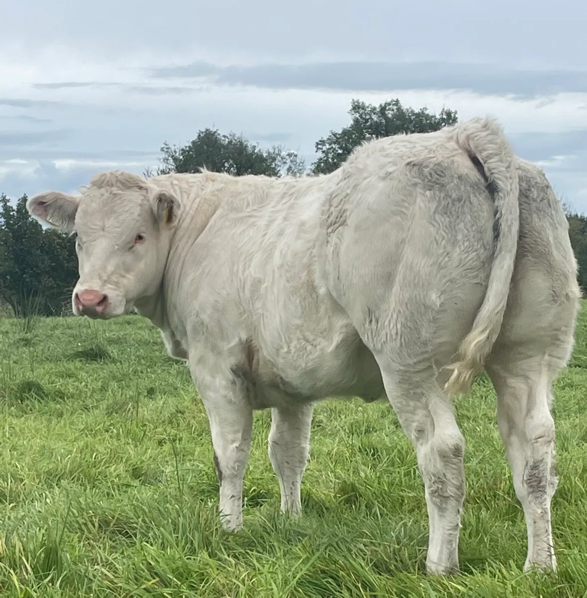 SFL BBX 5 Star Heifer - Image 1