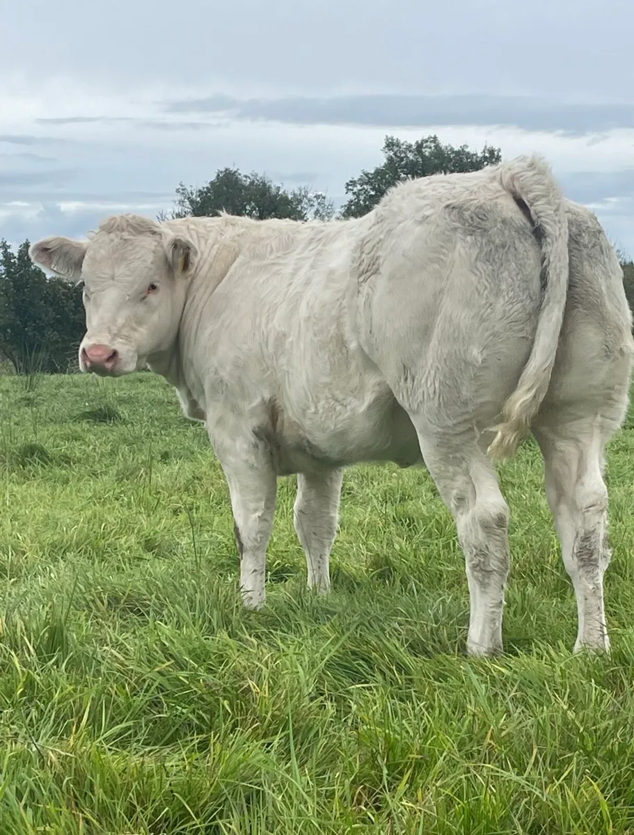 SFL BBX 5 Star Heifer - Image 2