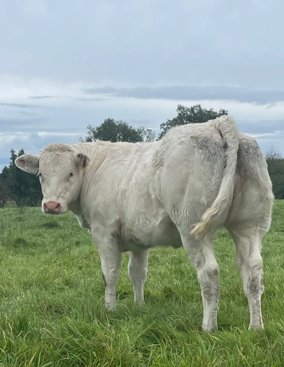 SFL BBX 5 Star Heifer - Image 3