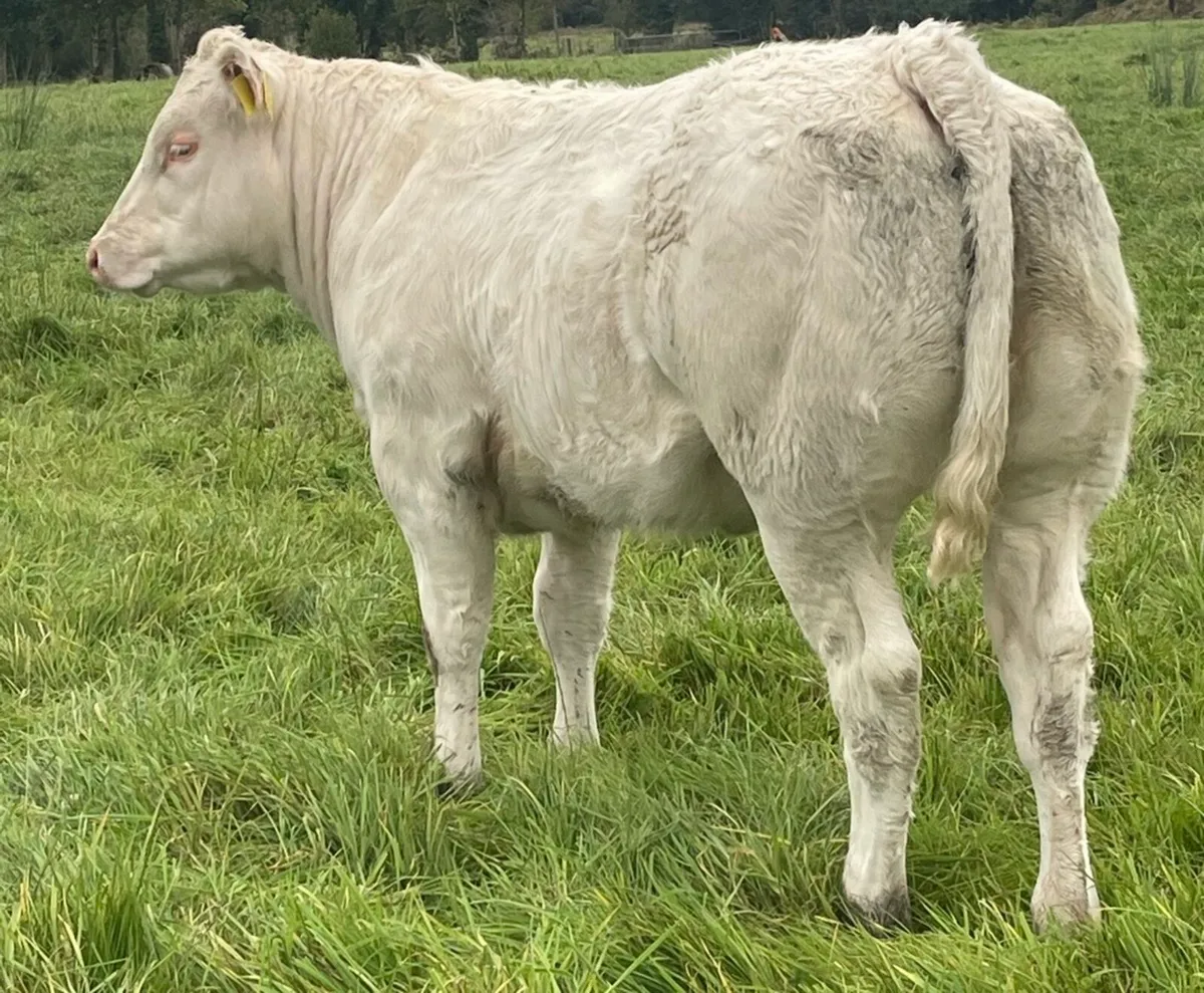 SFL BBX 5 Star Heifer - Image 4