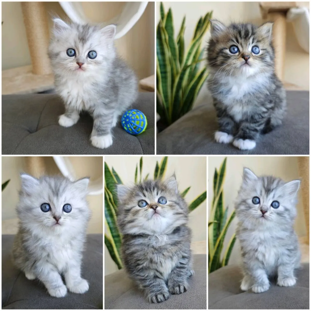 Ragdoll x Persian kittens - Image 1