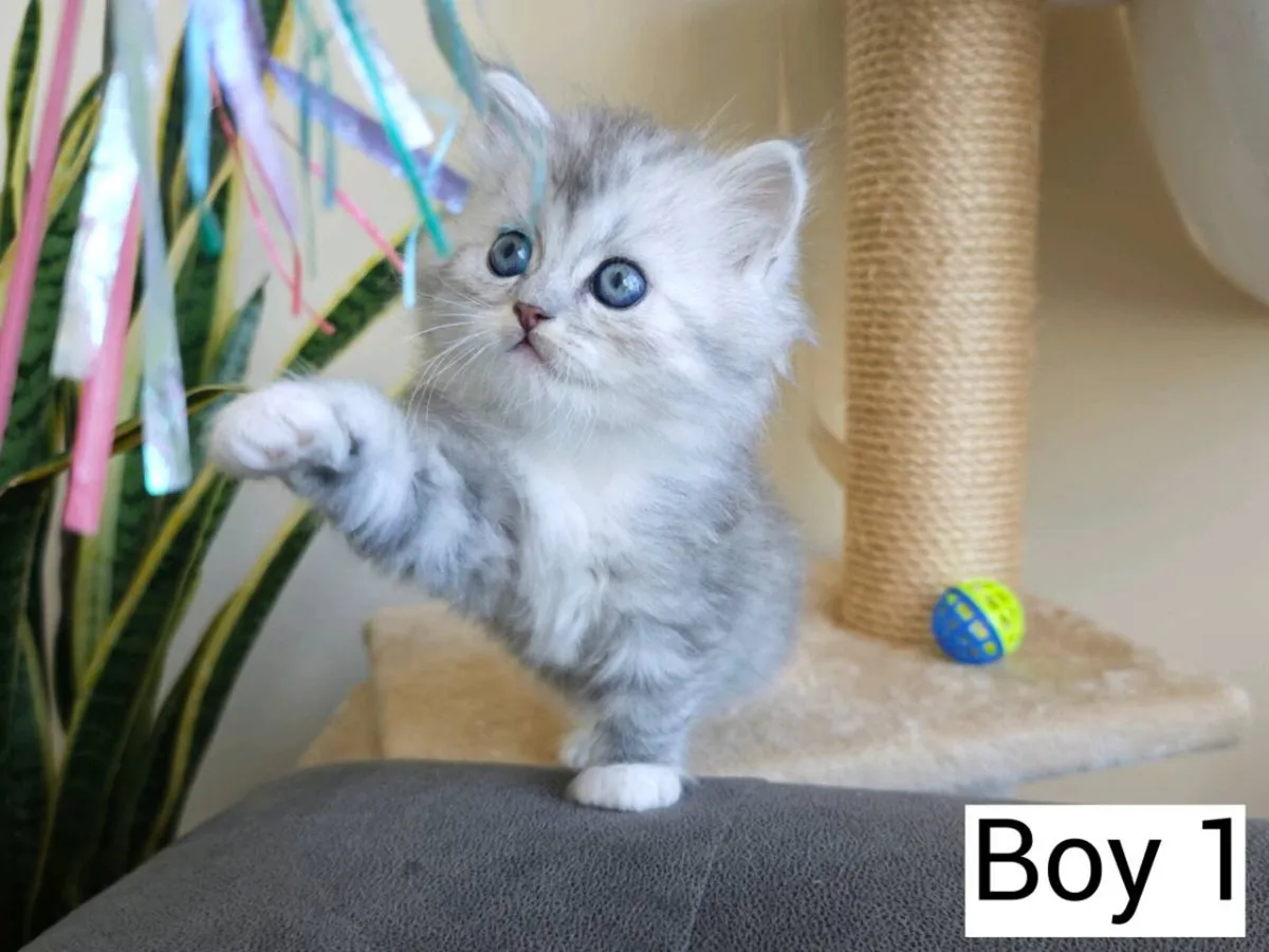 Ragdoll x Persian kittens - Image 2