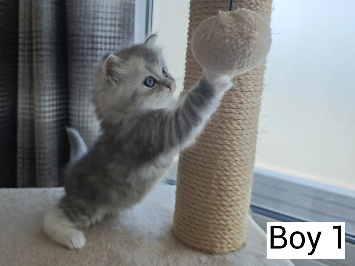Ragdoll x Persian kittens - Image 3