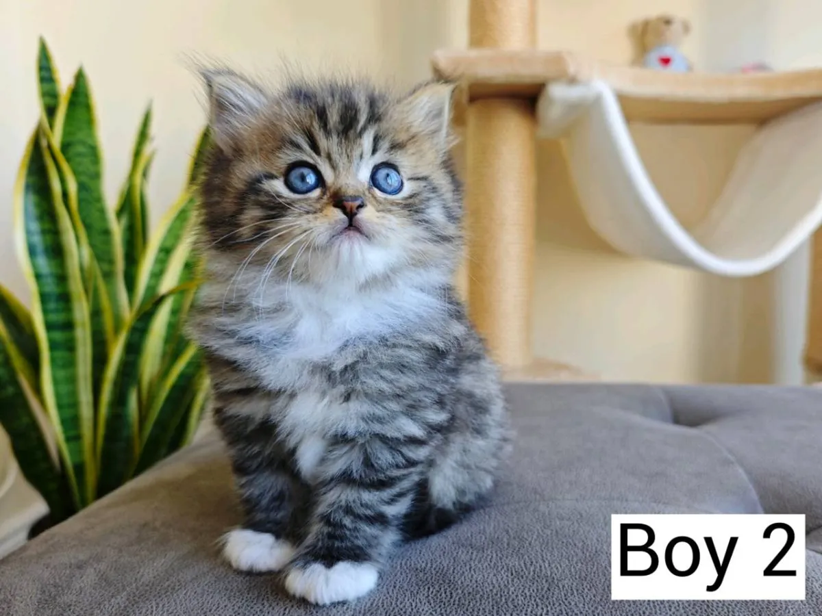 Ragdoll x Persian kittens - Image 4