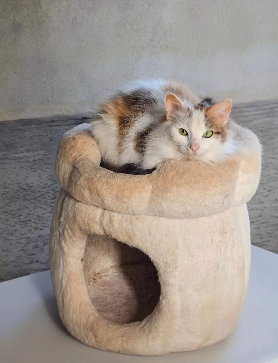 Beautiful female cat - Image 2