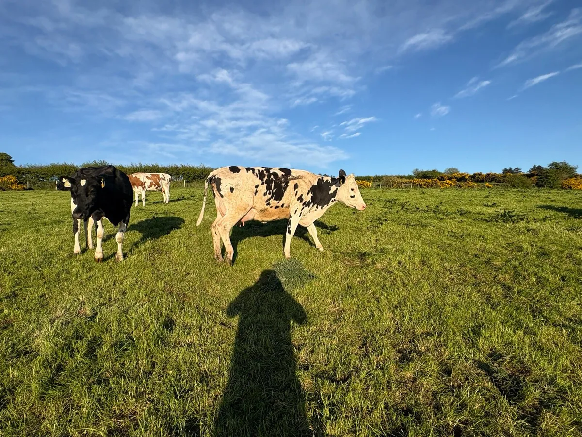 Friesian Heifer - Image 2
