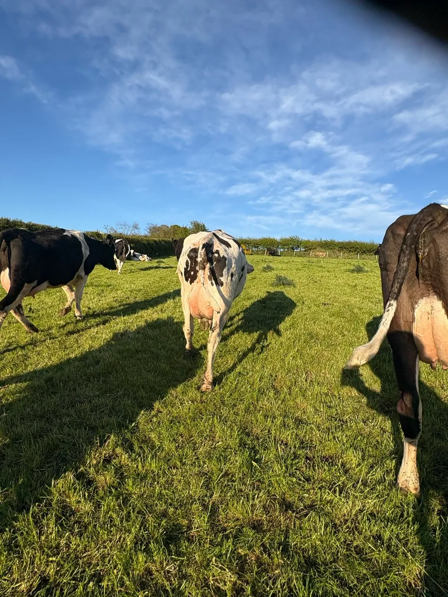 Friesian Heifer - Image 3